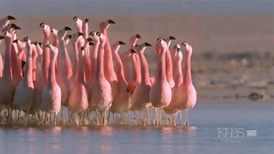 animated gif of flamingos